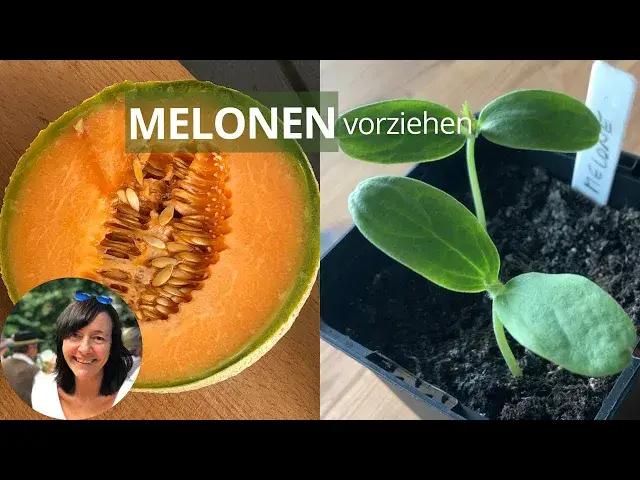 'Video thumbnail for Melonen erfolgreich vorziehen: Schritt-für-Schritt-Anleitung für die Anzucht von Melonen'
