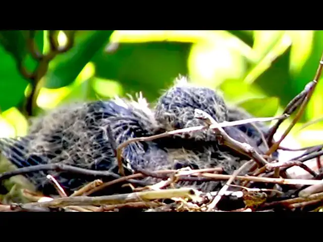 Video thumbnail for Two Baby Dove Bird on nest waiting feed from mother birds  \-baby birds on nest
