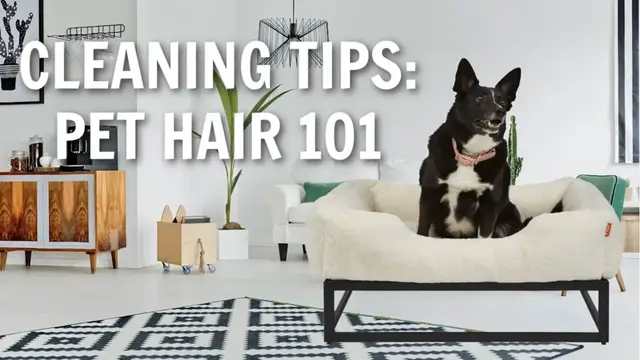 Video thumbnail for Why Pets Having Their Own Bed Can Keep Your House Cleaner with Kris Leigh