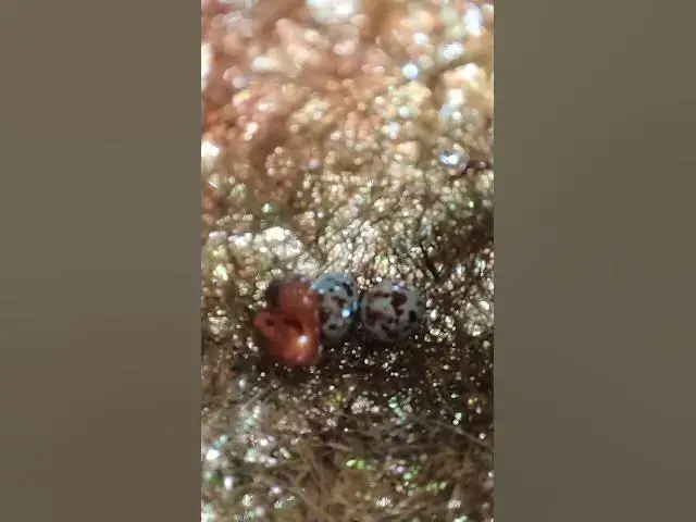 Video thumbnail for Baby Golden Bird  growth  #birdslover #nature #wildlife #birdsounds #babybird #biology #birds