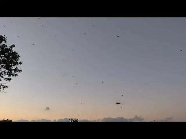 'Video thumbnail for Dragonflies at Hollywood Beach in Chicago, Illinois'