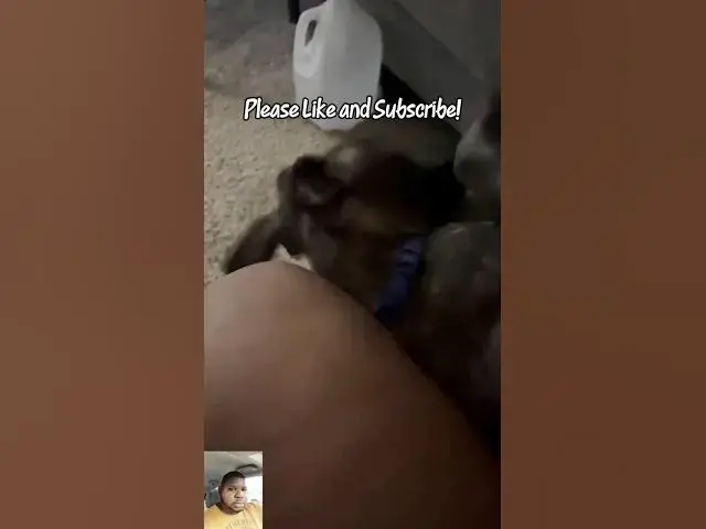 Video thumbnail for Please Like and Subscribe! #Trending #Viral #Dog