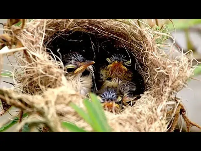 'Video thumbnail for At field bird's on nest, Wild baby's bird feed it'