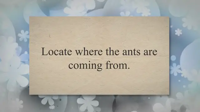 Video thumbnail for Non-toxic Ways to Get Rid of Ants