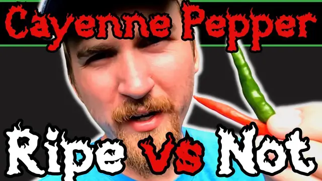 Video thumbnail for I Ate a Ripe and Unripe Cayenne Pepper to Compare Them
