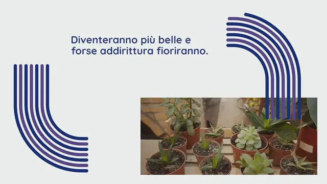 Video thumbnail for Il tè alla banana è una ricetta collaudata che nutre meravigliosamente tutte le piante grasse. Diventeranno più belle e forse addirittura fioriranno.