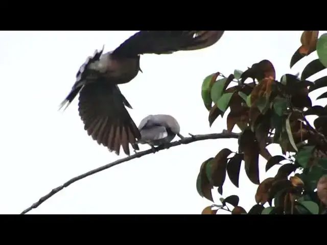 'Video thumbnail for Dove cute at forest'