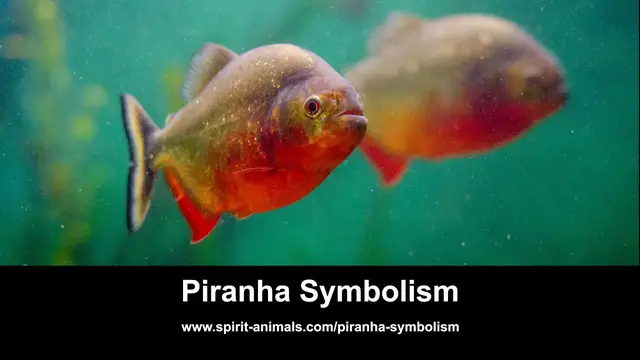 'Video thumbnail for Piranha Symbolism'