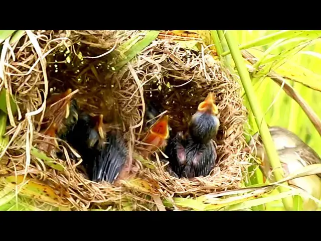Video thumbnail for Peckish Chicks: Feeding Time in the Nest