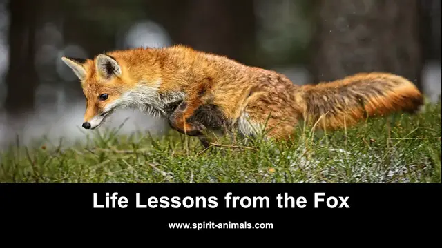 Video thumbnail for Life Lessons from the Fox