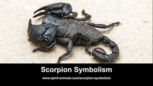 Video thumbnail for Scorpion Symbolism