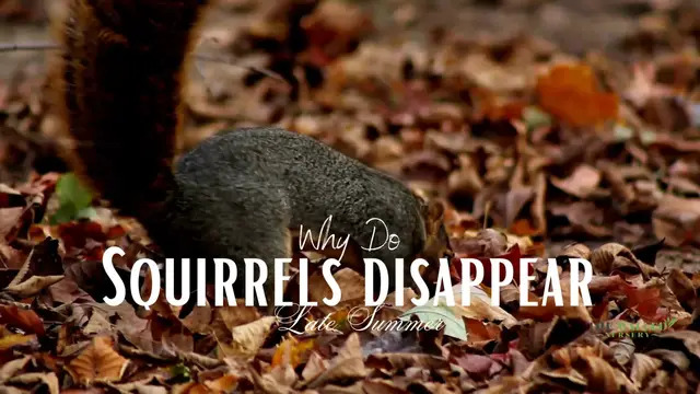 'Video thumbnail for Why do squirrels disappear late summer?'