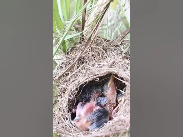 Video thumbnail for breast feeding a baby bird EP026 #bird #birds #birdnest #birdwatching #shortvideo #bikelover #catchb