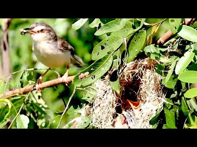 'Video thumbnail for At field wild bird get grass to care babie bird here'