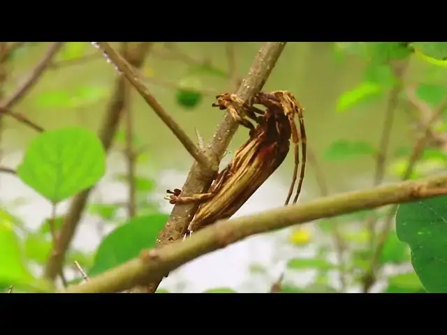 Video thumbnail for Top insect stay here along