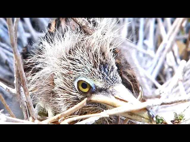 Video thumbnail for A lot of Bird And Wild baby birds of gray waiting feeds on nest -baby birds eat