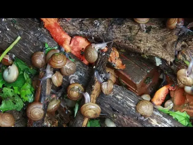 Video thumbnail for 🐌 Snails, 🐌 snial alot eating fruits now 🦈 | 𝑴𝒆𝒕𝒉𝒐𝒅𝒔 #𝟗𝟔9022