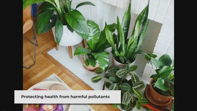 'Video thumbnail for Top 15 Best Air Purifying Plants - Top 15'