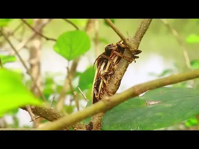 Video thumbnail for Insect in love