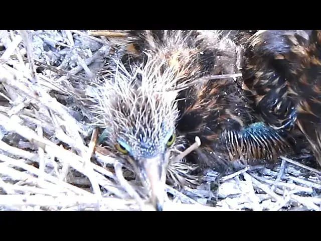 Video thumbnail for Wild baby birds of gray waiting feeds on nest -baby wild birds eat