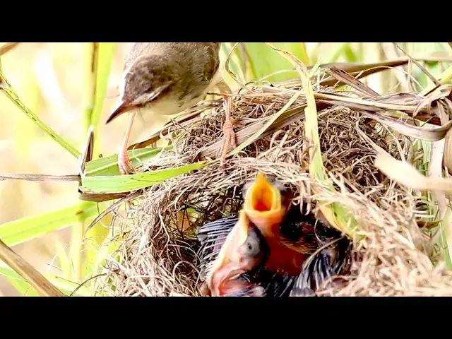 Video thumbnail for Witness Nature's Miracle: Baby Birds Feeding!  - baby birds cries eat   @viralbirdNest