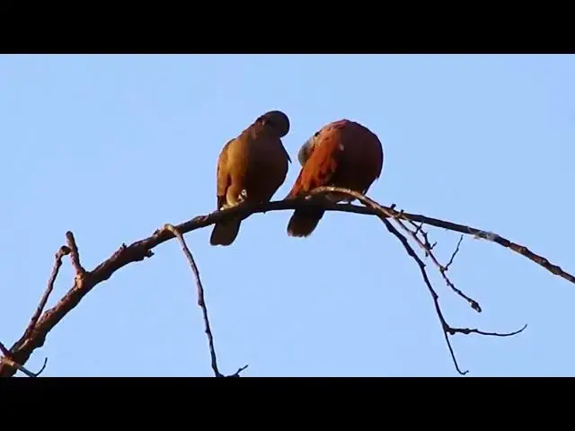 Video thumbnail for Wild dove in love at forest here