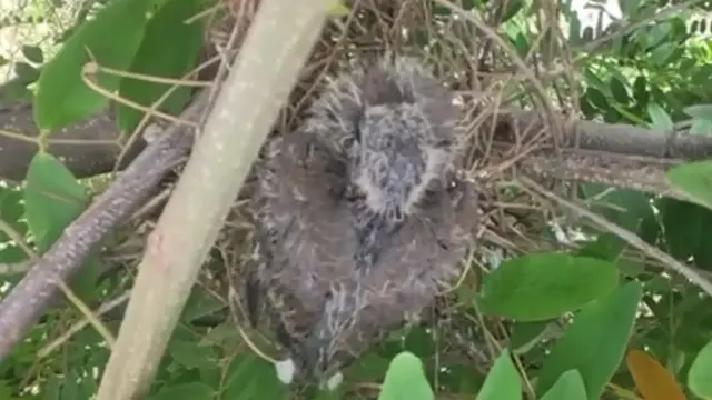 Video thumbnail for Wild nest dove bird here | Baby's dove stay here