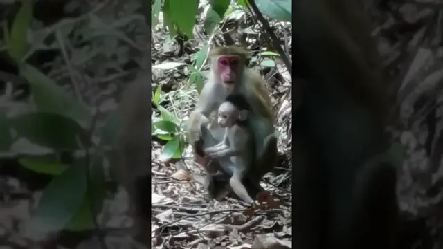 Video thumbnail for Monkeys in Sri Lanka #shorts