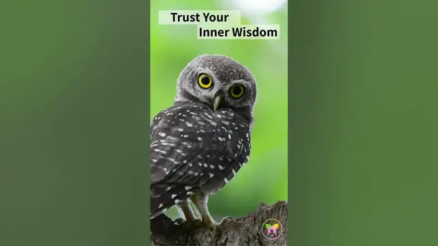 'Video thumbnail for Spotted Owl Message'
