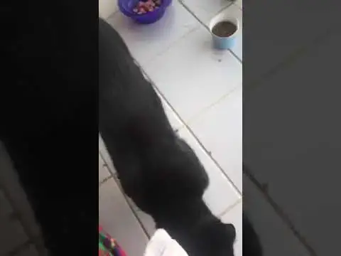 'Video thumbnail for A kitten came to our 6th floor balcony 🙀 The paw-rents made her a wee den #cats #kittenrescue'
