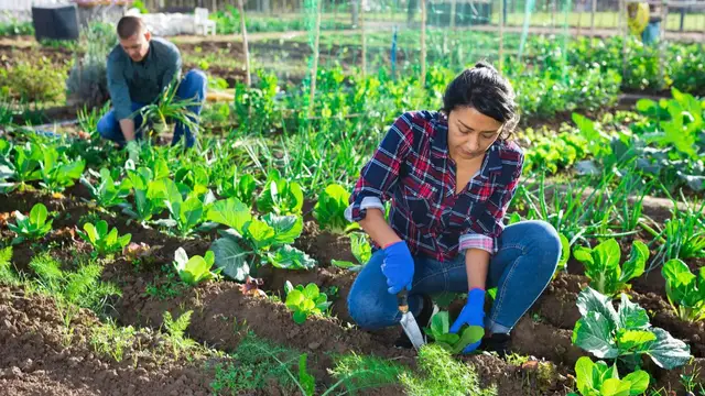 Video thumbnail for A Brief Introduction To Permaculture Farming