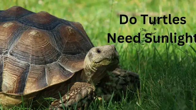 Video thumbnail for Do Turtles Need Sunlight