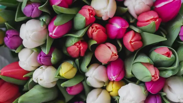Video thumbnail for How to Grow Tulips in a Greenhouse?