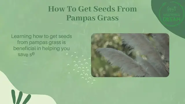 Video thumbnail for How To Get Seeds From Pampas Grass