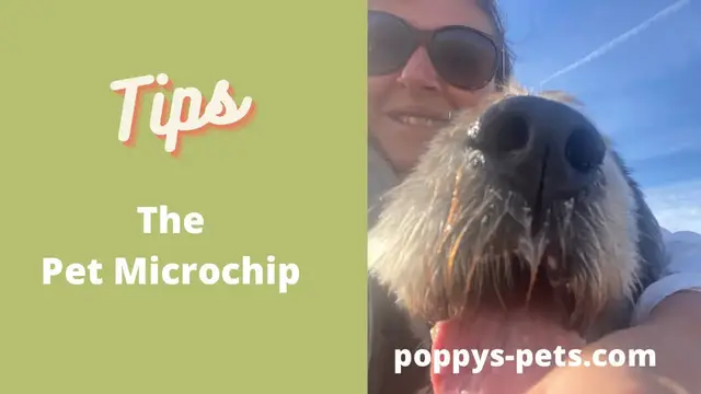 Video thumbnail for Basics of The Microchip UK: Is Your Chip Company Legal? Free Updates?