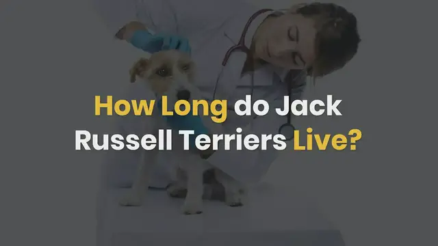 'Video thumbnail for How long do Jack Russell Terriers live Average lifespan of a JRT'
