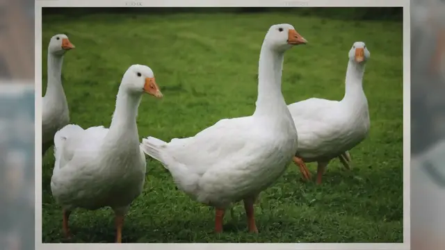 Video thumbnail for How Do Geese Reproduce?