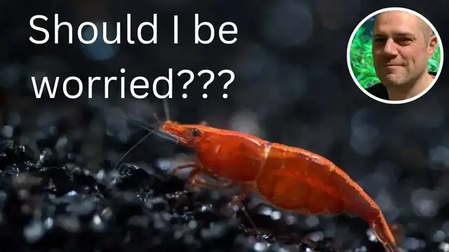 Video thumbnail for What are the Ideal Water Parameters for Red Cherry Shrimp ? DOES pH, TEMPERATURE OR HARDNESS MATTER?