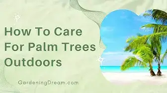 Video thumbnail for How To Care For Palm Trees Outdoors