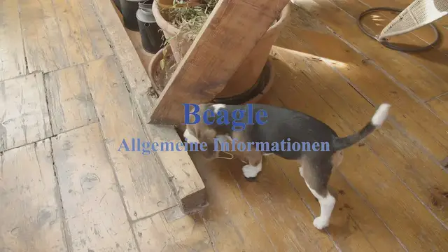 'Video thumbnail for Beagle Allgemeine Informationen'