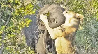 Video thumbnail for One Lioness Tries to Hunt Elephant