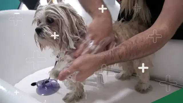 'Video thumbnail for COMO DEVO FAZER A TOSA EM UM CÃO IDOSO?!'
