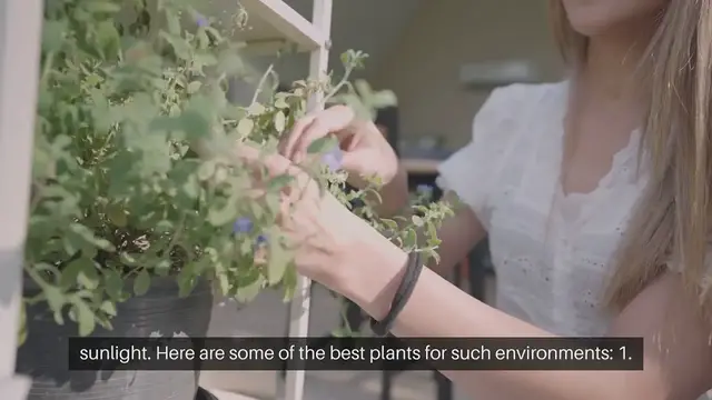 Video thumbnail for Indoor Plants for Low Light Conditions