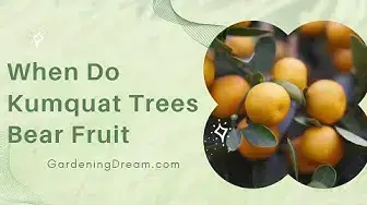 Video thumbnail for When Do Kumquat Trees Bear Fruit