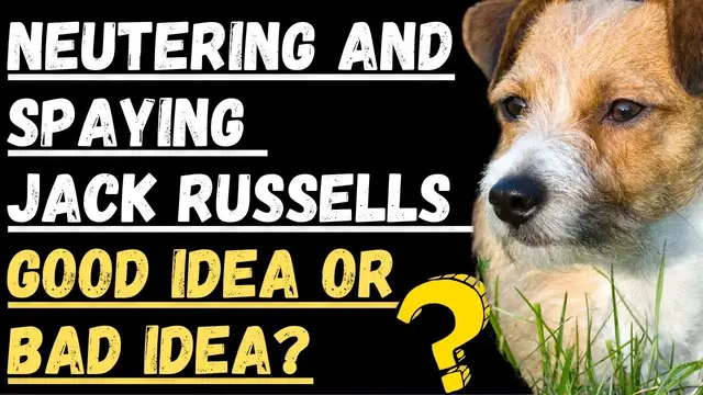 Video thumbnail for Neutering And Spaying Jack Russell Terriers (Should You Do It?)