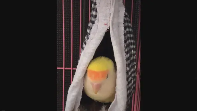 Video thumbnail for Bird Travel Cage