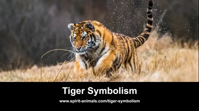 'Video thumbnail for Tiger Symbolism'