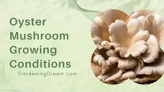 Video thumbnail for Oyster Mushroom Growing Conditions