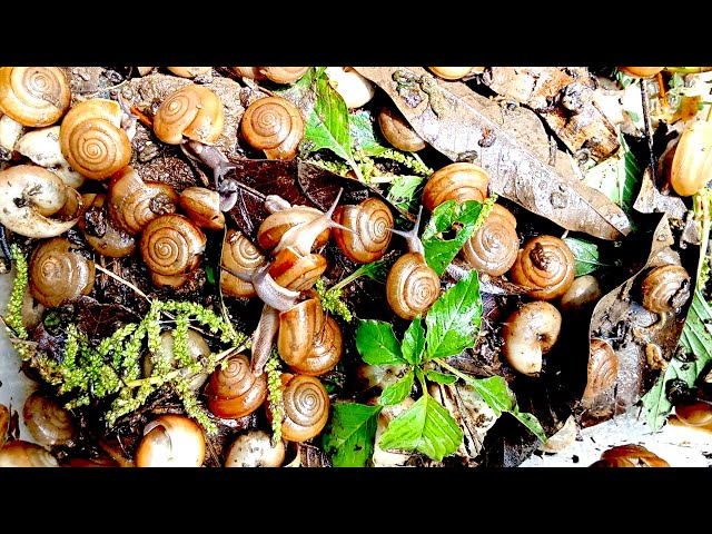 Video thumbnail for 🐌 snial alot eating papaya fruits