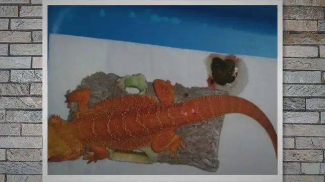 Video thumbnail for Blood in Bearded Dragon Poop: Causes and Remedies